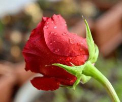 After the rain