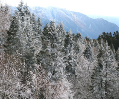 Early winter