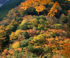 Autumn leaves