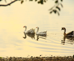 SAPANCA GÖLÜ