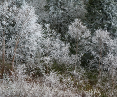 Hoarfrost