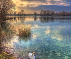 Swan Lake