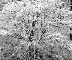 White covered
