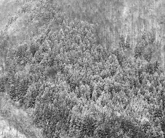 Winter forest