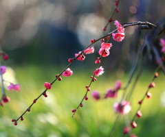 It's Spring ！