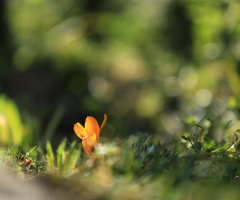Orange crocus