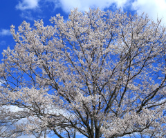 Cherry blossom
