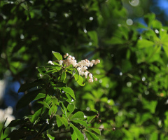 White blossom