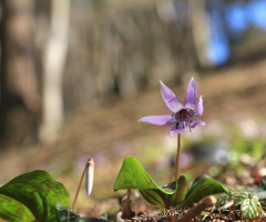 Spring ephemeral