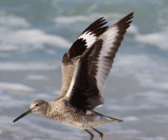 Bird in Flight 