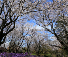 Spring
