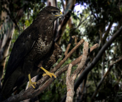Şahin - Buzzard