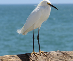 Sea Bird 
