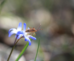 Insect