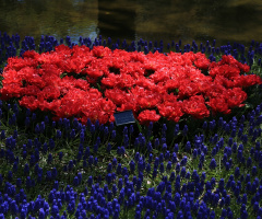 Red and deep blue …