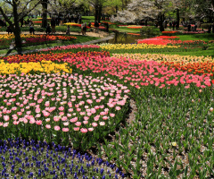 Tulip garden