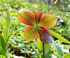 forest flower