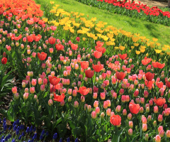 Colours line