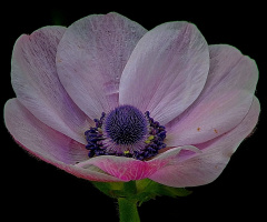 Pink anemone