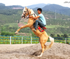 At Binenin Kılıç Kuşananın :))