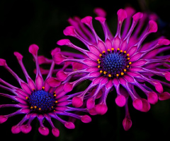 African daisy