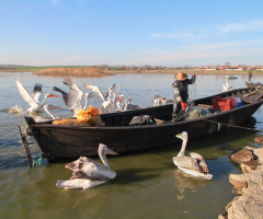 Balıkçı 