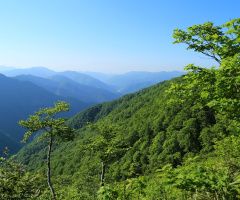 Green season