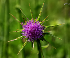 Deve Dikeni ( Silybum Marianum )