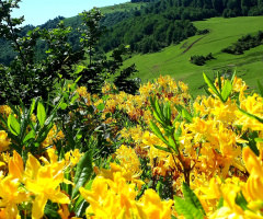 Ordu/Uluvahta yaylasından