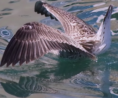 Young seagull