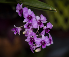 Orchids