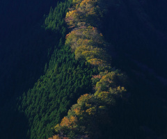 Rising dragon