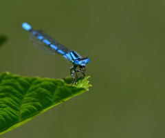 Zümrüt renkli kızböceği - Lestes macrostigma