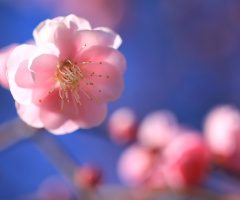 Plum