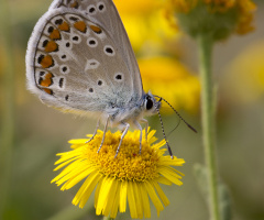Makro 2020