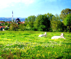 Bahar Geldi...