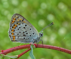 Kelebek