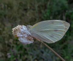 Kelebek 29 05 2020