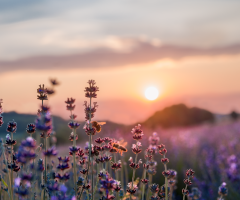 Lavender Field