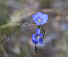 Blue Beauty