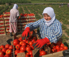 Domates Hasadı...