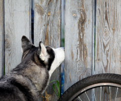 Curious Canine