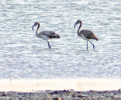 Flamingolar - ~300 metreden