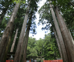 Long trees