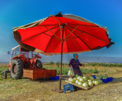 Kavuncu - Bandırma Kuş Cenneti