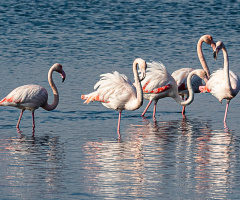 Flamingolar