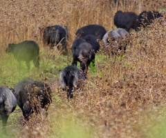 Sheep's of Sardinia