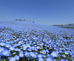 Blue flower hills