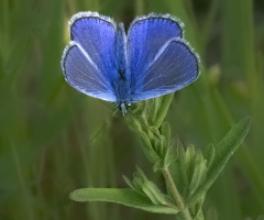 Kelebek