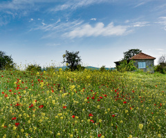 Gelincikler-Poppies